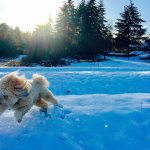A dog plays in the snow. Photo courtesy of Sandy Yin/Chewbebe Fresh Dog Treats