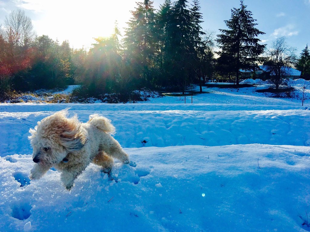 A dog plays in the snow. Photo courtesy of Sandy Yin/Chewbebe Fresh Dog Treats