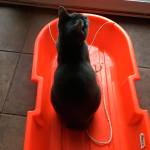 An Island cat wants to join the snow day fun. Photo courtesy of Jenna Paglia