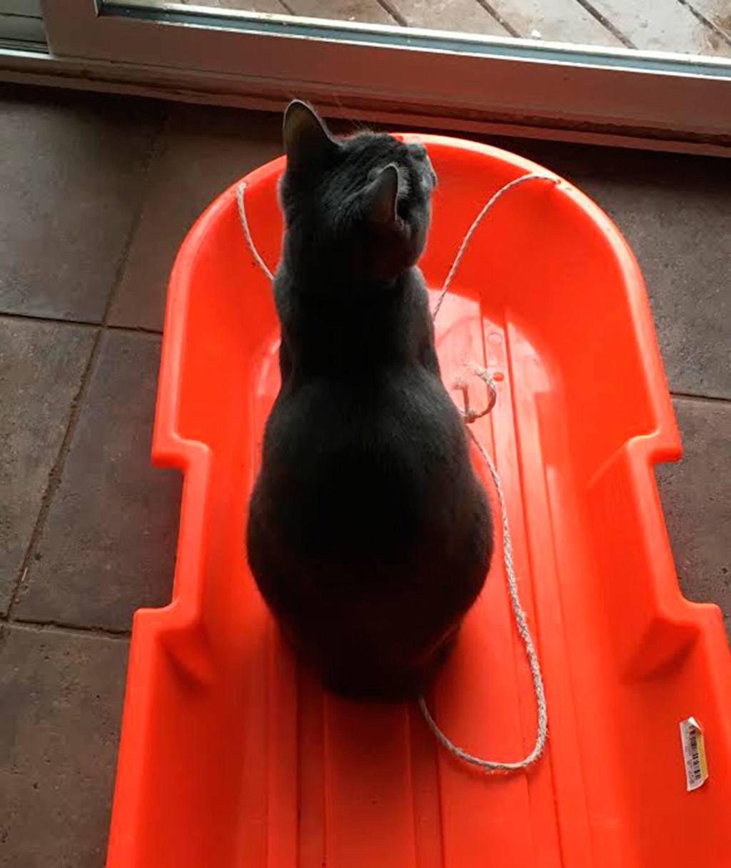 An Island cat wants to join the snow day fun. Photo courtesy of Jenna Paglia