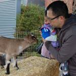 Animal Encounters set up a petting zoo with goats, chickens and other farm animals at the Leap for Green fair April 1 at the Mercer Island Community and Event Center. Katie Metzger/staff photo