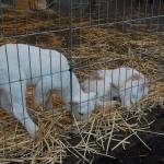 One-week old lambs take a nap at the Leap for Green fair. Katie Metzger/staff photo