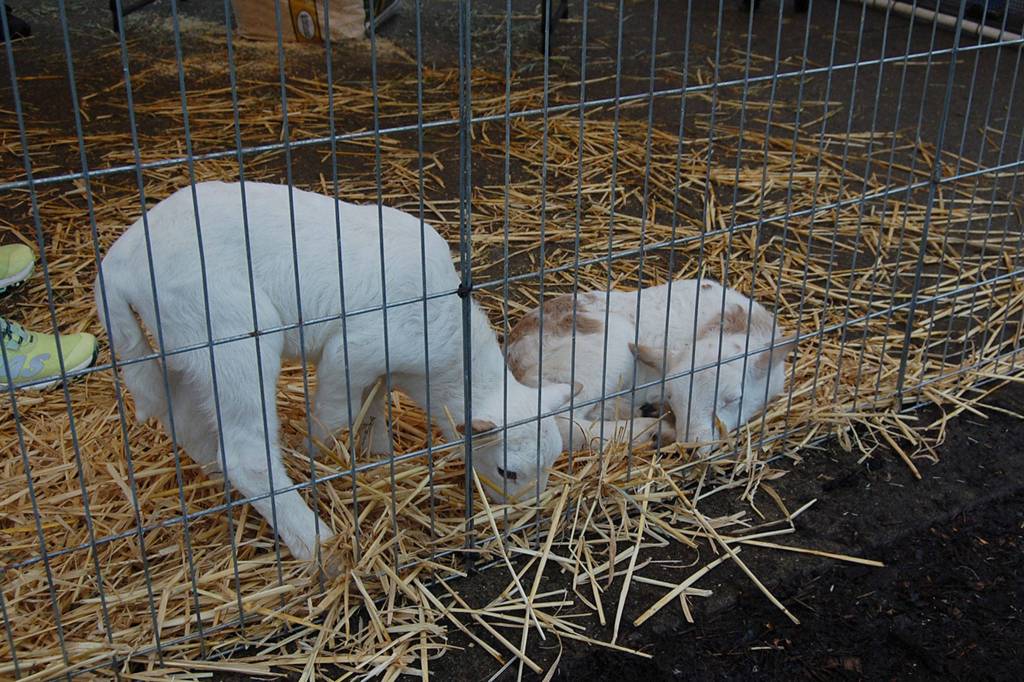 One-week old lambs take a nap at the Leap for Green fair. Katie Metzger/staff photo