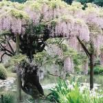 Valuing a garden | Artist’s note
