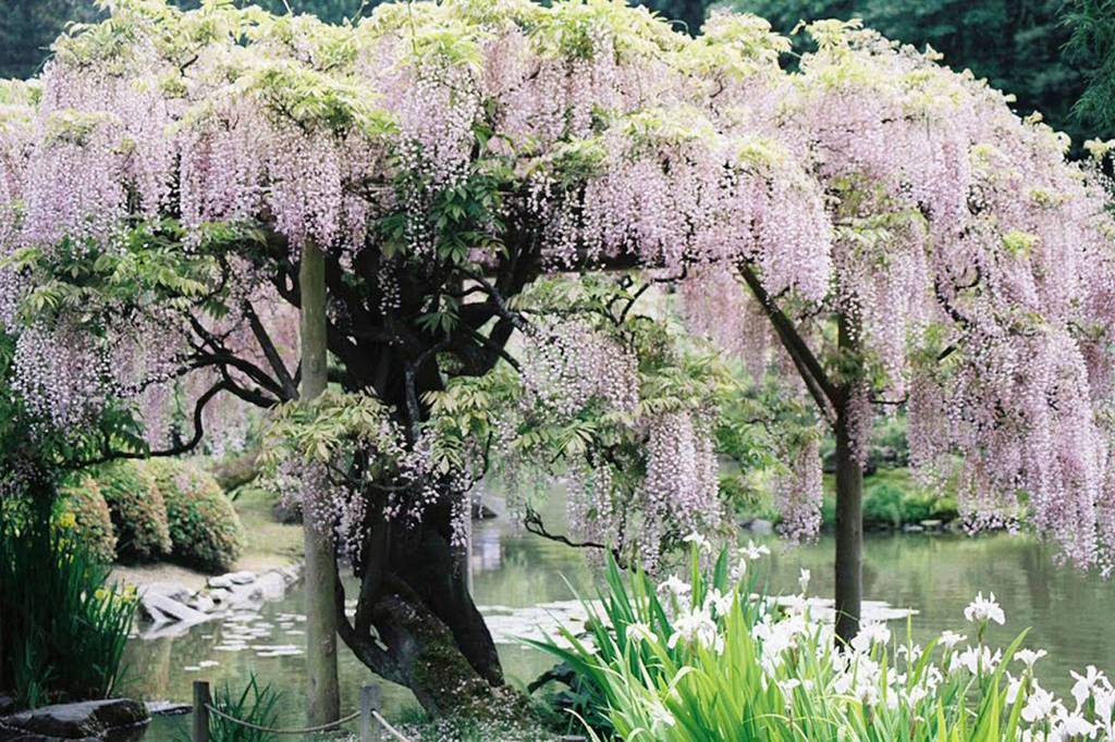 Valuing a garden | Artist’s note