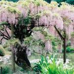 Wisteria at the Seattle Japanese Garden, photographed by Omar Chapa. Chapa&rsquo;s work will be featured in the MIVAL Gallery next month. Photo courtesy of Omar Chapa