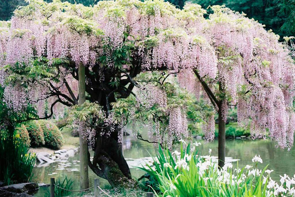 Wisteria at the Seattle Japanese Garden, photographed by Omar Chapa. Chapa&rsquo;s work will be featured in the MIVAL Gallery next month. Photo courtesy of Omar Chapa