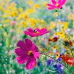 Bee on cosmos at the Mercer Island pea patch. Photo courtesy of Omar Chapa