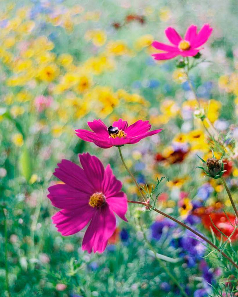 Bee on cosmos at the Mercer Island pea patch. Photo courtesy of Omar Chapa