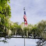 Eye on MI | Red, blue and white wisteria