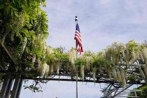 Eye on MI | Red, blue and white wisteria
