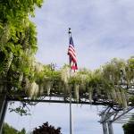 Eye on MI | Red, blue and white wisteria