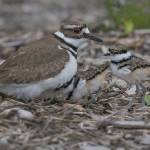 Eye on MI | Baby birds in Luther Burbank