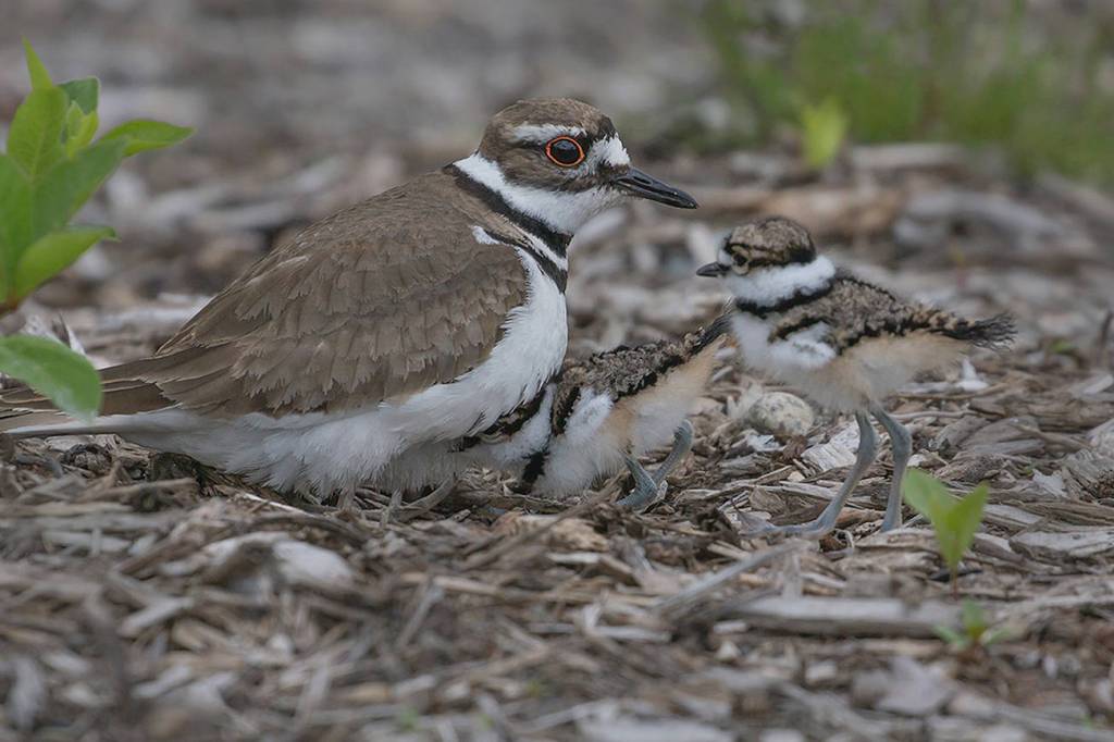 Eye on MI | Baby birds in Luther Burbank