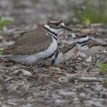Newborn killdeer chicks and their mother were spotted in Luther Burbank Park. Photos courtesy of Duke Coonrad