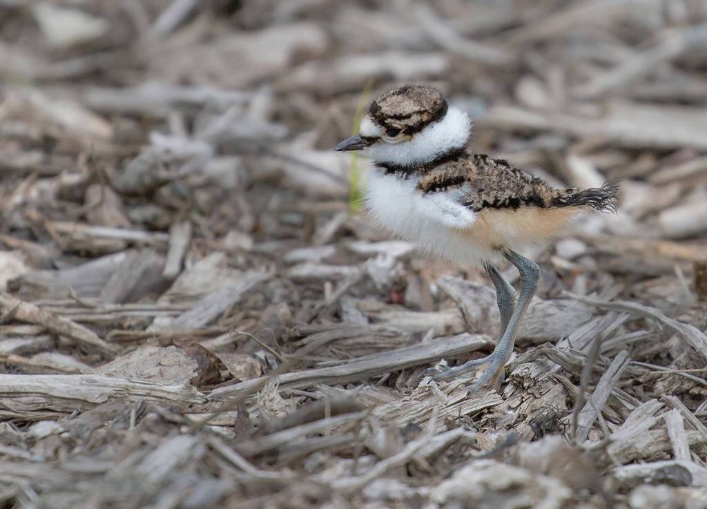 Eye on MI | Baby birds in Luther Burbank