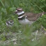 Eye on MI | Baby birds in Luther Burbank