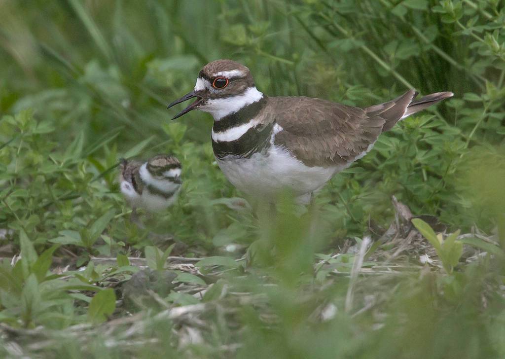 Eye on MI | Baby birds in Luther Burbank