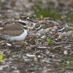 Eye on MI | Baby birds in Luther Burbank