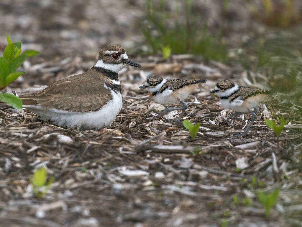 Eye on MI | Baby birds in Luther Burbank