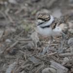 Eye on MI | Baby birds in Luther Burbank