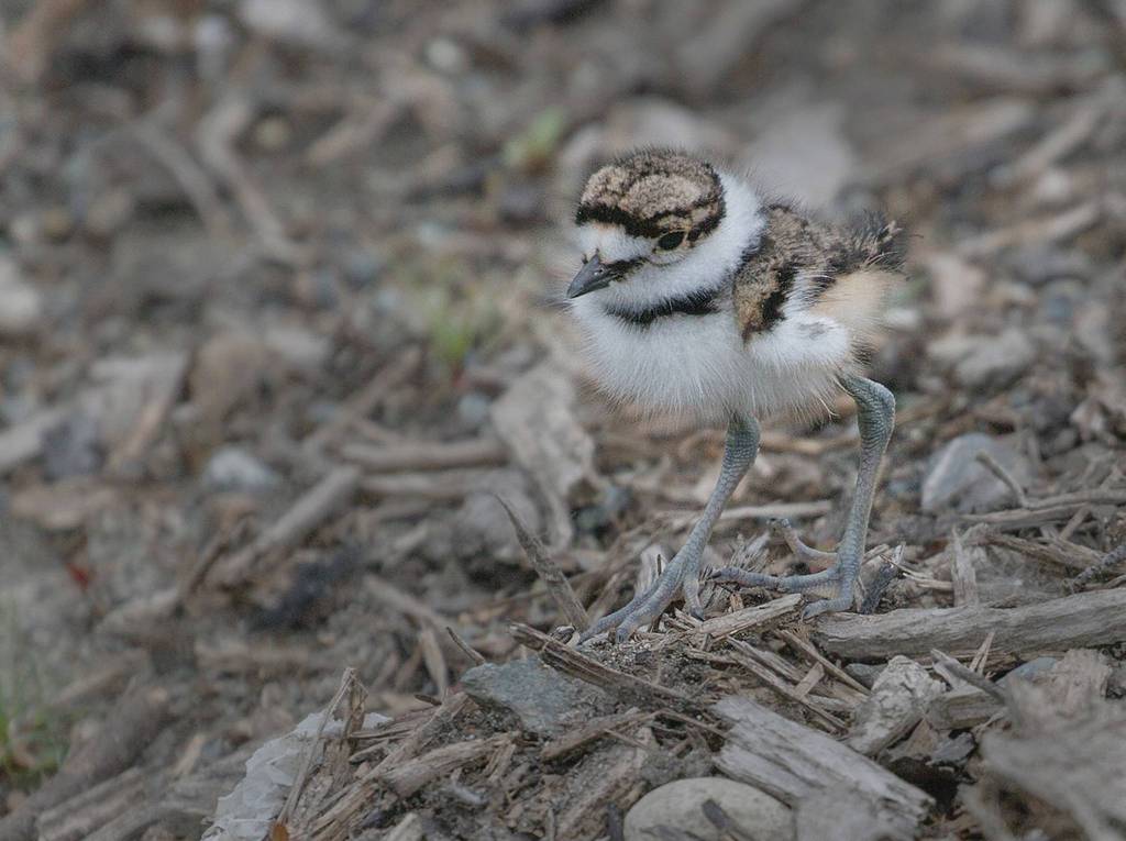 Eye on MI | Baby birds in Luther Burbank