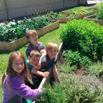 Lakeridge students harvest vegetables from their school&rsquo;s garden to donate to Youth and Family Services. The garden club started in 2013. Photo courtesy of Nancy Weil