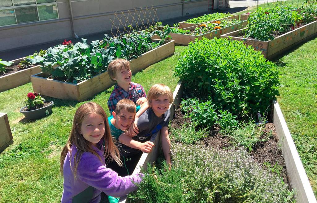 Lakeridge students harvest vegetables from their school&rsquo;s garden to donate to Youth and Family Services. The garden club started in 2013. Photo courtesy of Nancy Weil