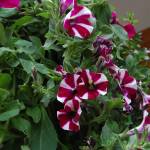 Summer in bloom | Eye on MI