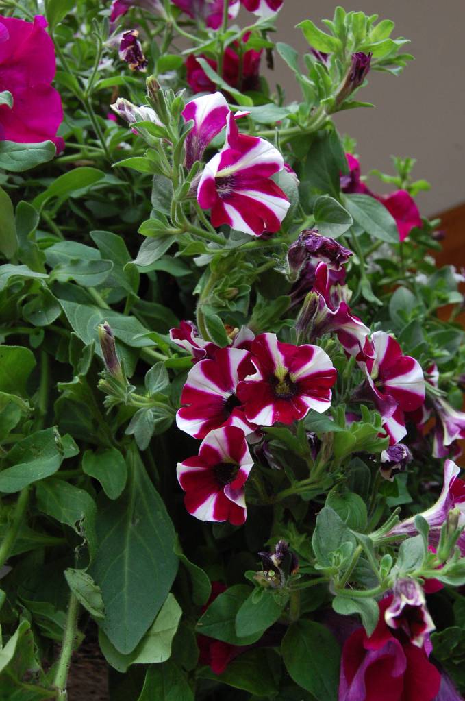 Summer in bloom | Eye on MI