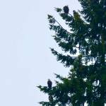 Guests for tea | Eye on MI