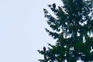 Guests for tea | Eye on MI