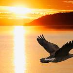 Summer solstice | Letter