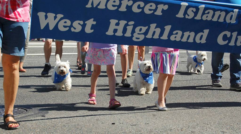 Members of the Mercer Island West Highland Club walk their dogs in the Summer Celebration parade. Katie Metzger/staff photo