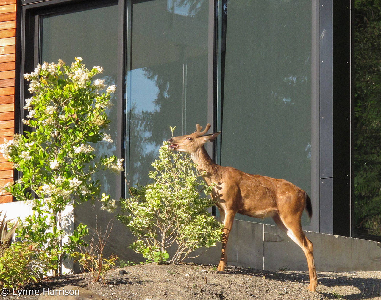 This young buck was recently seen pruning a neighbor&rsquo;s shrub on 77th Avenue. Submit your photos of amazing, people, places and things around the Island to editor@cmg-northwest2.go-vip.net/mi-reporter for the Reporter&rsquo;s &ldquo;Eye on MI&rdquo; feature. Photo courtesy of Lynne Harrison