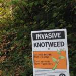 Mercer Island open space staff members are currently tracking 104 populations of knotweed on roadsides and in parks. Photo courtesy of the city of Mercer Island