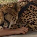 Mercer Island student travels to South Africa to work with cheetahs