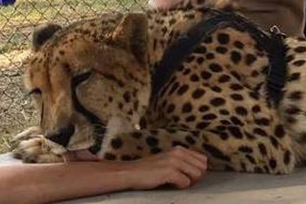 Mercer Island student travels to South Africa to work with cheetahs