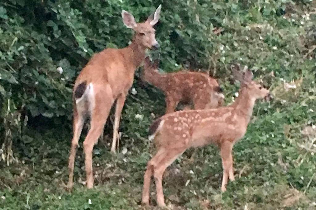 Doe and fawns traverse West Mercer Way | Eye on MI