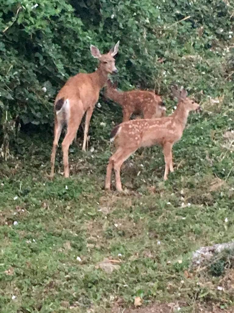 Photo courtesy of Leigh Hardiman