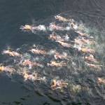 Photo courtesy of Ami Lees                                The Mercer Island boys &rsquo; water polo team swims across Lake Washington to Seattle along the I-90 bridge corridor duringthe Lake Washington Swim and Run on Aug. 25.