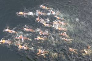 Mercer Island boys water polo team partakes in annual I-90 Lake Swim tradition