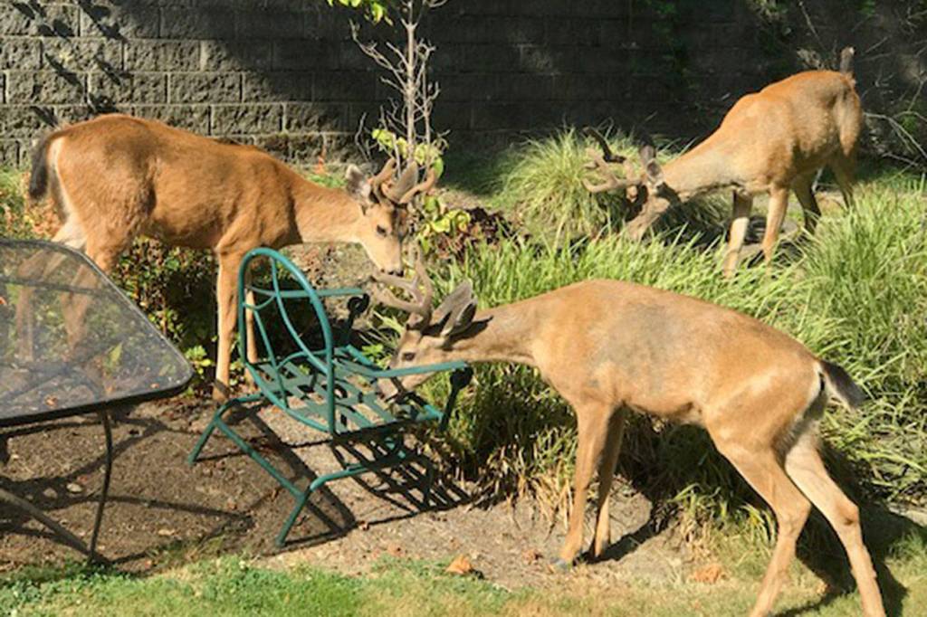 Three deer explore Mercer Island | Eye on MI