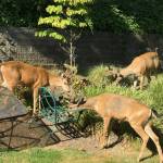 Three deer explore a backyard on West Mercer Way. Photo courtesy of Nancy Woo