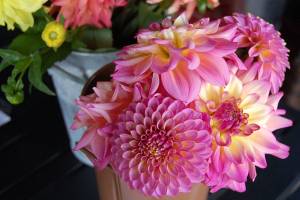 Dahlias bring color, community to Covenant Shores campus