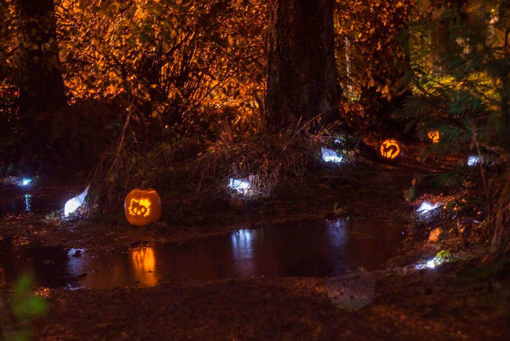 Jack O&rsquo; Lanterns line the northwest perimeter trail of Pioneer Park for Mercer Island&rsquo;s second annual Pumpkin Walk. Photo courtesy of Matthew Staver