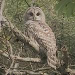 Owl spotting | Eye on MI