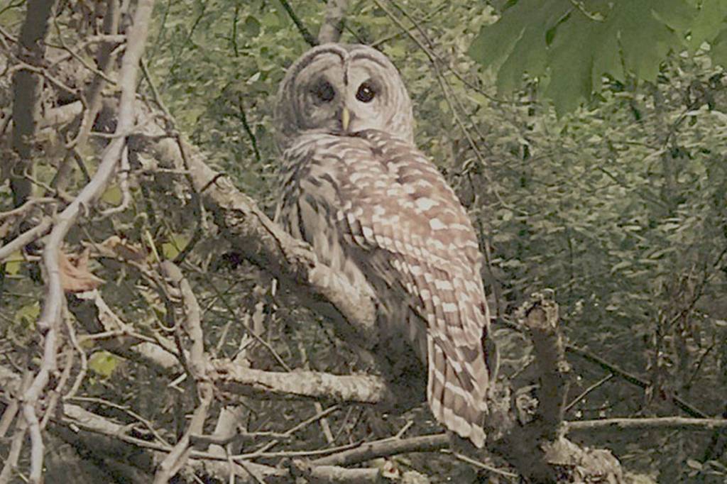 Owl spotting | Eye on MI