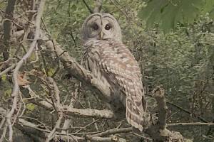 Owl spotting | Eye on MI