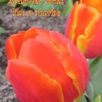 Photo courtesy of Lauren Andrews Mercer Islander Lauren Andrews, age 8, took this photo, and with the help of her mother, Torre Andrews, added the words. Submit your photos of amazing, people, places and things around the Island to editor@cmg-northwest2.go-vip.net/mi-reporter for the Reporters Eye on MI feature.